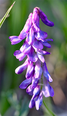 Flower01.jpg