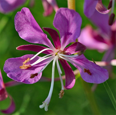 Flower04.jpg