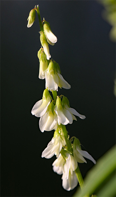 Flower05.jpg