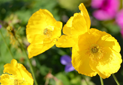 Flower08.jpg