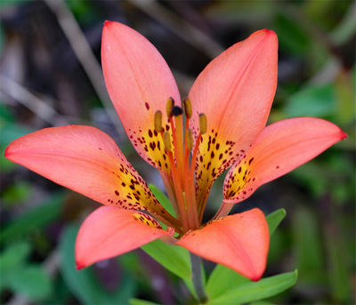 TigerLily02.jpg