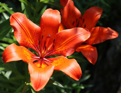 TigerLily03.jpg