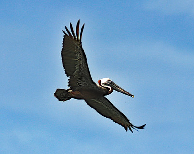PR2023Pelican08.jpg