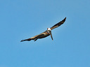 PR2023Pelican01.jpg