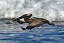 PR2023Pelican04.jpg