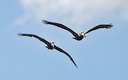 PR2023Pelican07.jpg