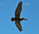 PR2023Pelican09.jpg