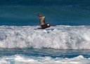 PRPelican03.jpg