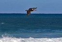 PRPelican05.jpg